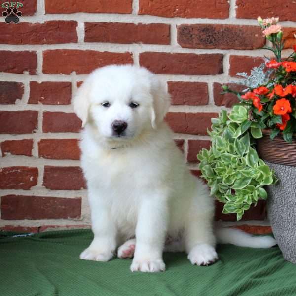 Spunky, Great Pyrenees Puppy
